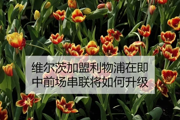 维尔茨加盟利物浦在即 中前场串联将如何升级
